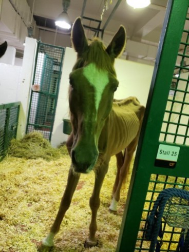 Chip at UTCVM. (Photo: Horse Haven of TN)