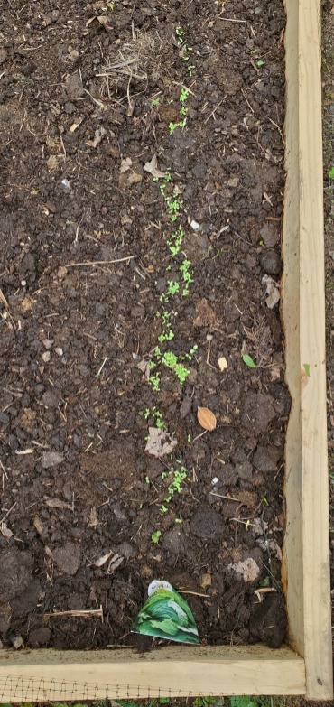 Both types of lettuce are sprouting and looking nice so far.